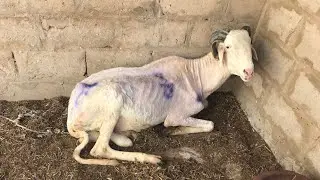Le moutons ils s’appelait Covid 19