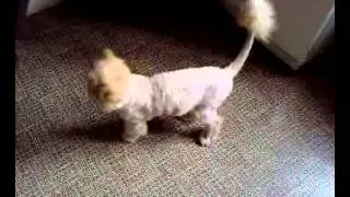 Стриженый Персик