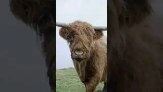 1 minute of Scottish Highland cows being cute 