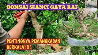 BONSAI SIANCI GAYA RAFF//PENTINGNYA PEMANGKASAN BERKALA !!!