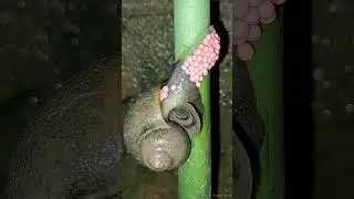 Apple snails lay eggs on tree branches🐌🐌🐚 | Tropical Forest Bees