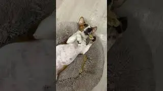 САМЫЕ СМЕШНЫЕ ЖИВОТНЫЕ//ТАК УДОБНО #shorts