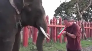 Музыкальный слон