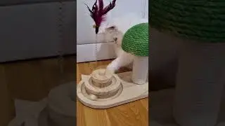 Lustige Katze spielt verrückt 😂