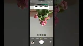 Как сфотографировать цветок в горшке 
