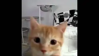 s l a p