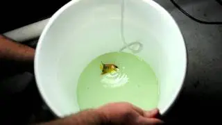 Juvenile Queen Angelfish being drip acclimated - future pairing project