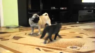 Котенок, как из мультика про Тома и Джери. Забавный, черт подери!