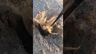 Menangkap udang mantis dengan perangkap batang 633