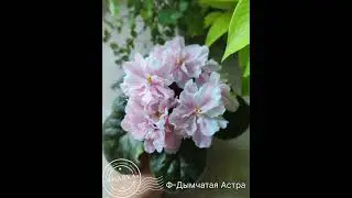Сорт крупным планом. Ф-Дымчатая Астра