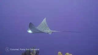 Best diving locations in Cozumel - Punta Sur Cathedral