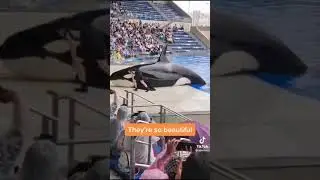 huge whale in pool 