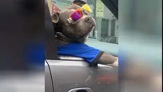 Cool and stylish dog sitting in the car