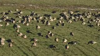 Pink-footed Geese feeding in a field