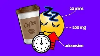 Coffee Nap Science: How It Works