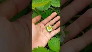 Perjalanan bunga stroberi #strawberry #garden #minivlog #minigarden #gardening #flowers #kebun