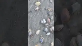 Thousands of coquina clams #florida #florida #saltlife #saltstrong