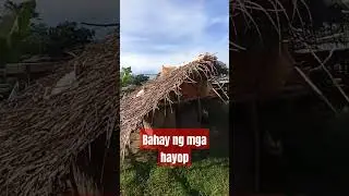 Bahay Ng MGA hayop