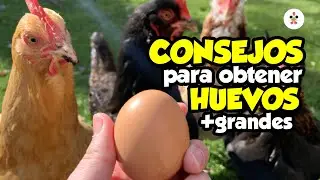 11 consejos para que tus gallinas pongan huevos más grandes 🥚🐔