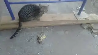 Принесла еду бездомным котикам