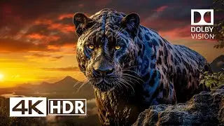 COOLEST 4K HDR 60FPS Dolby Vision - Dolby Atmos