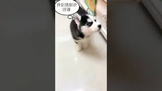 最可爱的鹦鹉 tiktok #shorts #11710
