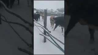 быки всю зиму на улице