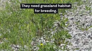 Grasshopper Sparrow Courtship 5-25-24