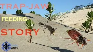 TRAP-JAW FEEDING | Odontomachus sp reacts(FUNNY)