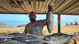 Attractive !!! Huge Tuna Fish Cutting Skill By Expert Fish Cutter in Street Fish Market | Mr.Sampath