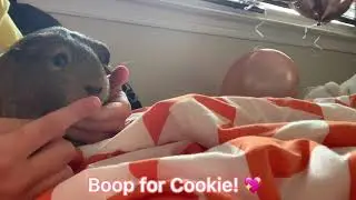 Boops for Cookie! 💖 #shorts