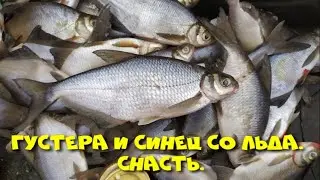 Густера и синец в глухозимье