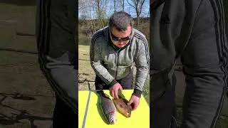 Крупный Карась на удочку. Крупная форель на поплавок.