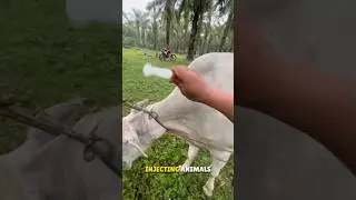 Trick of Injecting Animal 🤯