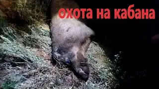 ОХОТА НА КАБАНА С ЛАБАЗА. ОХОТА без лишних слов