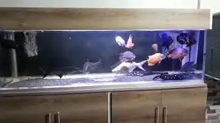 Aquário jumbo com Aruanã, lepsosteus, Leopoldi, oscars, etc.