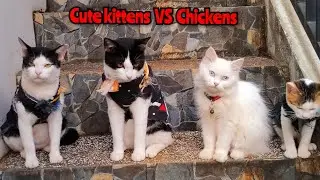 Everyday so funny, Cute kittens VS Chickens