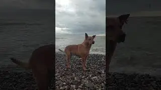 Просто море, Хоста, и рыжая собаченька...))