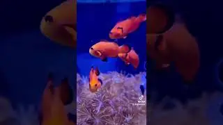 finding Nemo #aquarium #marineaquarium #reeftank #saltwateraquarium #reeffish