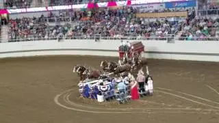 Budweiser Clydesdales at the 2016 Indiana State Fair 08/14/16