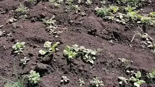 Огород