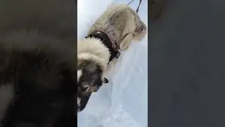 Щенок кавказской овчарки. Лучше пони)