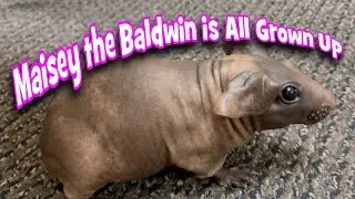 Maisey the Baldwin is All Grown Up!