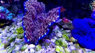 Derasa clam