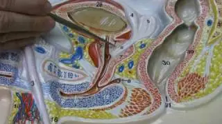 Male Reproductive System