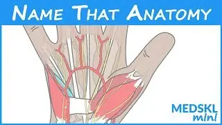 Name That Anatomy - Episode 159