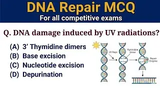 DNA Repair Mechanism MCQ || Molecular Biology| Most Important Questions And Answers