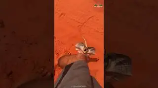 This Lizzard Is From Dinosaur Era?