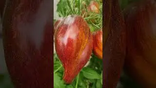 Сладкая карамель Софии