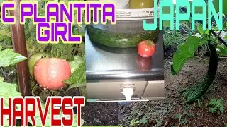 C PLANTITA  GIRL JAPAN IS HARVESTING THE CUCUMBER AND TOMATOS 🌱🌾🍁🌻
